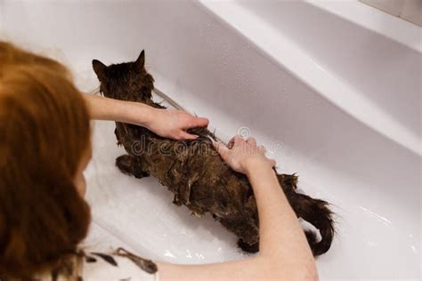 Washing the Cat in the Bathroom. Wet Cat in the Bathtub Having Shower Stock Image - Image of ...