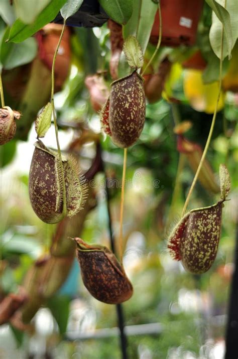 Pitcher Plant Pokok Periuk Kera with Blur Backgroud Farm Stock Image - Image of jungle, catch ...