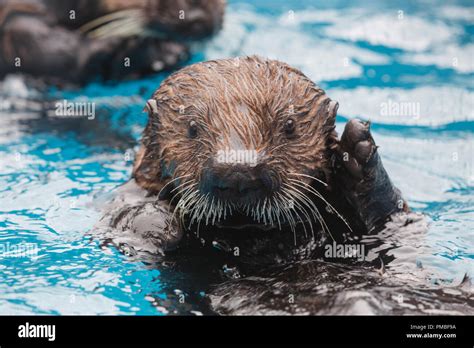 Sea Otter, Alaska SeaLife Center, Seward, Alaska Stock Photo - Alamy