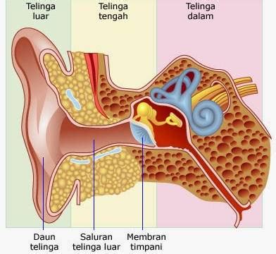 Daun Telinga Berfungsi Untuk – Gudang Materi Online