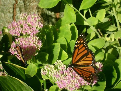 How to Attract Birds and Butterflies to Your Yard with Plants and Flowers