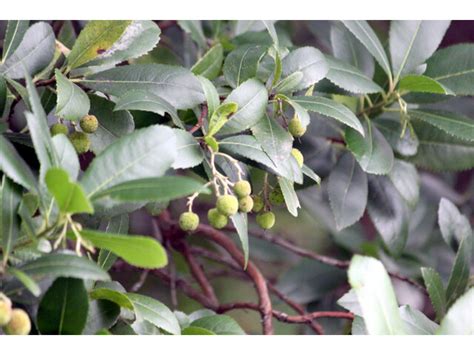 Arbutus unedo | Arbutus unedo | Flower Database