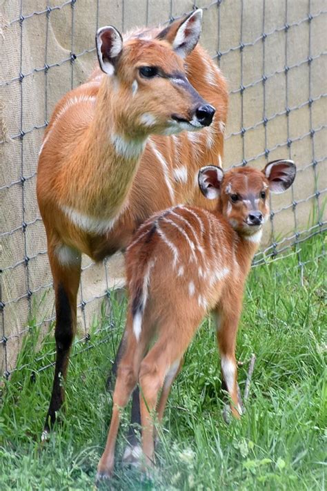 Pin on Animal