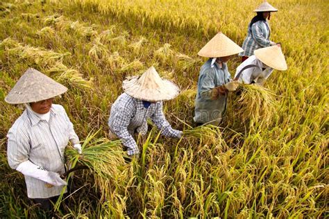 Harvest Rice editorial image. Image of group, aceh, paddy - 29292445