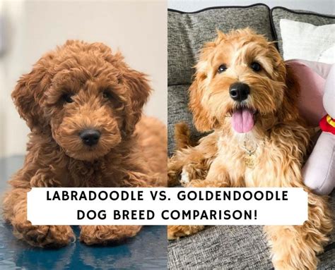 Labradoodle Vs Goldendoodle Groodle : Labradoodle Vs Goldendoodle 8 ...