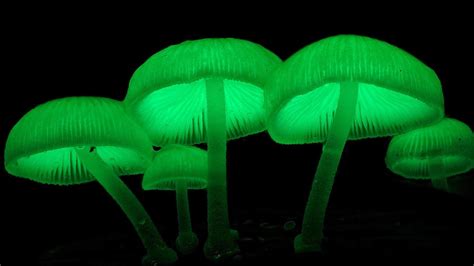 Magical glowing mushrooms popping up everywhere | Daily Telegraph