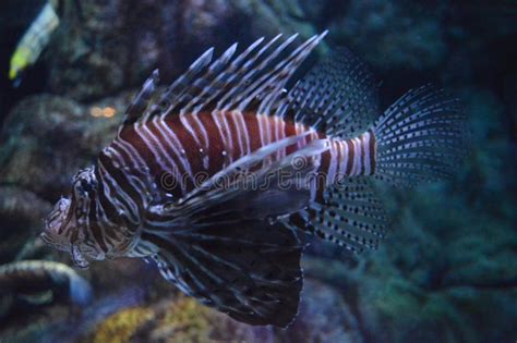 Lionfish, Pterois, Venomous Marine Fish in Aquarium Stock Image - Image ...