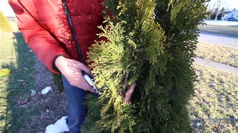 How to Prune Your Arborvitaes Like a Pro! - YouTube