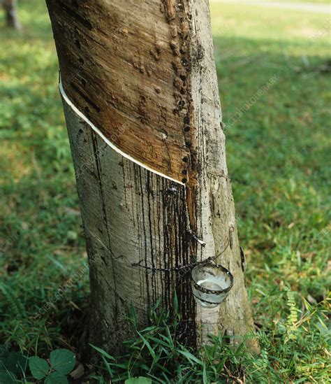 Tapping a rubber tree - Stock Image - E768/0699 - Science Photo Library