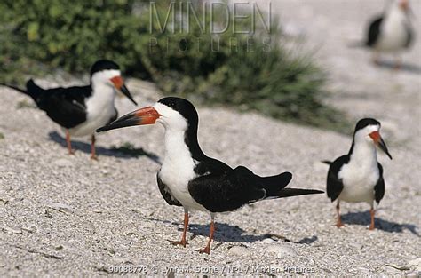 Black Skimmer stock photo - Minden Pictures