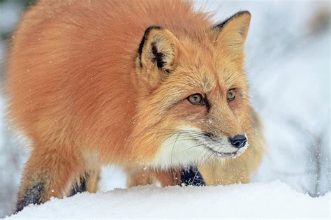 Red Fox In The Snow Photograph by Jack Bell