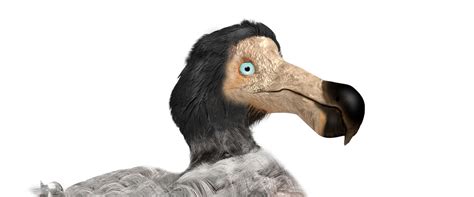 The surprising science of dodos: Everything you need to know, from ...