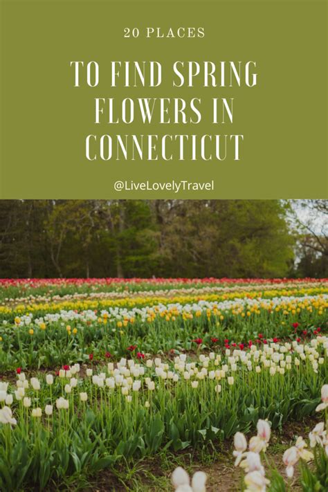 Twenty Places To Find The Spring Flowers | Connecticut Charm - Live Lovely Photography