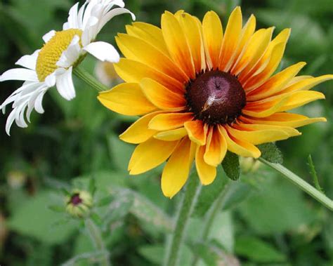 Orange Coneflower (Rudbeckia fulgida) - 07 - Wild Flowers of Sleepy Hollow Lake