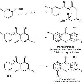 Chemical structures of xanthones with trivial names discussed in this ...