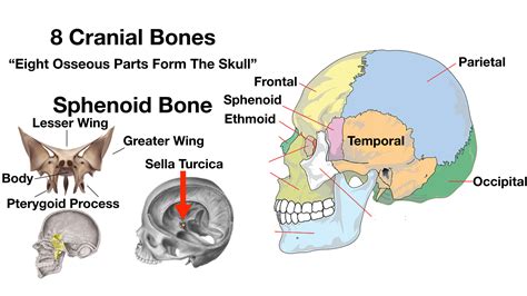 Skull Anatomy - Cranial Bone and Suture Labeled Diagram, Names ...