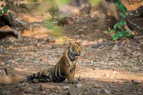 Royal Bengal Tiger Portrait in Natural Habitat at Ranthambore Stock ...