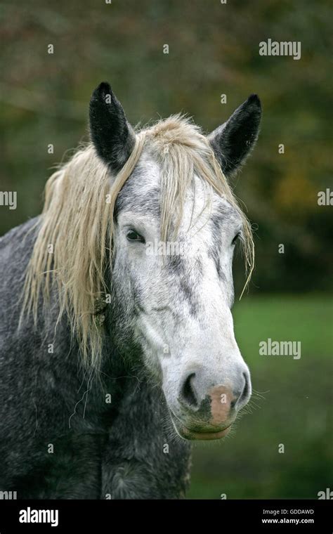 Percheron Draft Horse Stock Photo - Alamy