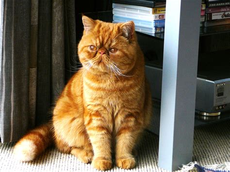 Garfield Cat Real Breed - Jan-has-Hanson