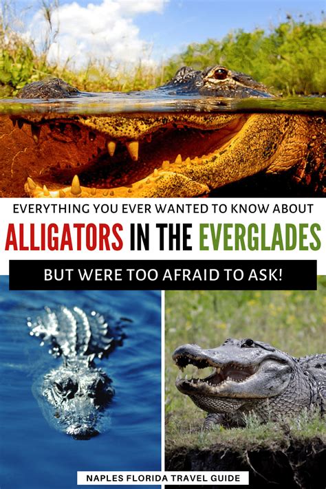 Alligators In The Everglades: Everything You Ever Wanted to Know ...