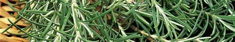 Rosemary | Pruning | Gardening Information | Thompson & Morgan