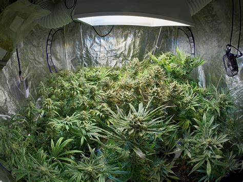 Growing Marijuana in Small Spaces, Part 1