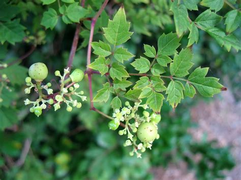 Using Georgia Native Plants: Georgia's Coastal Plain Ecoregion