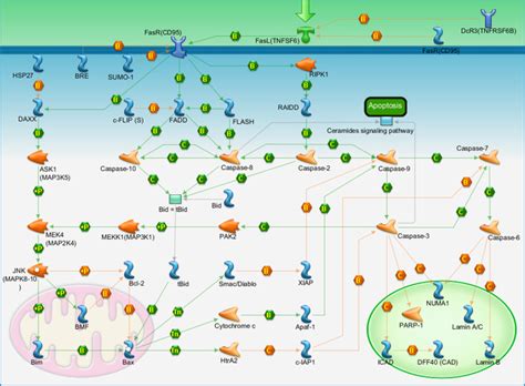 Apoptosis and survival - FAS signaling cascades Pathway Map - PrimePCR ...