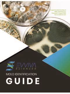 MOLD IDENTIFICATION GUIDE - Evviva Sciences / mold-identification-guide-evviva-sciences.pdf ...