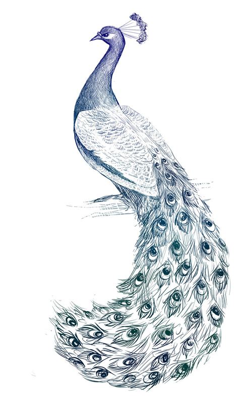 Free Peacock Drawing, Download Free Peacock Drawing png images, Free ClipArts on Clipart Library