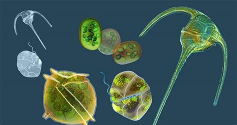 C3 Colloquium - Functional Genetics of Phytoplankton | University of Technology Sydney