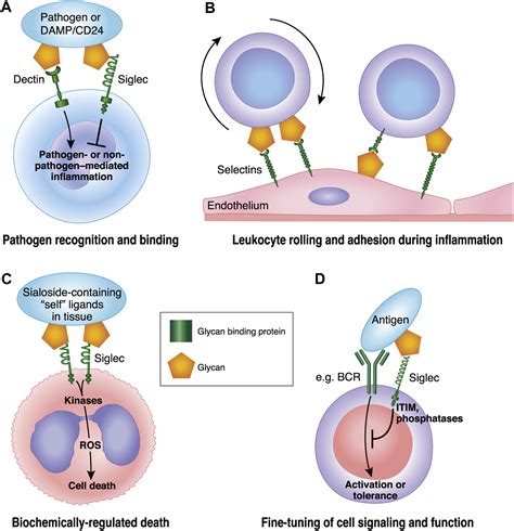 Role of siglecs and related glycan-binding proteins in immune responses ...