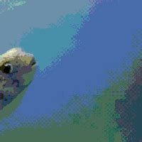 Funny Fish GIFs - Find & Share on GIPHY