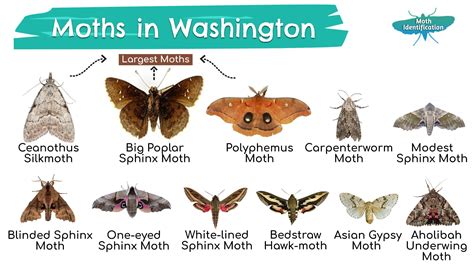 White Moth Identification