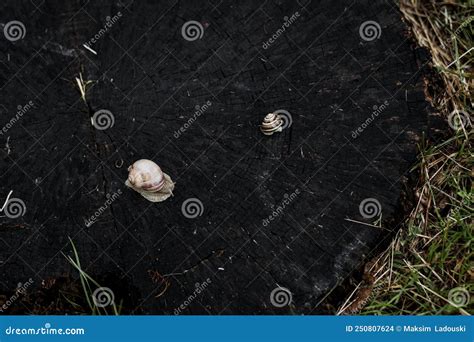 Slimy Snail on a stump stock photo. Image of animal - 250807624