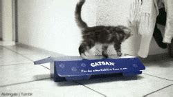 Cat Boxes GIF by Cheezburger - Find & Share on GIPHY