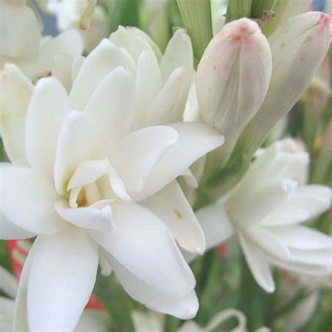 Tuberose Bulbs for Sale – Easy To Grow Bulbs