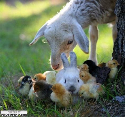 Adorable farm babies | Cute animals, Baby animals, Animals