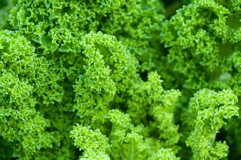 How to Grow Kale in the USA: Soil, Propagation, Planting, Care, and ...