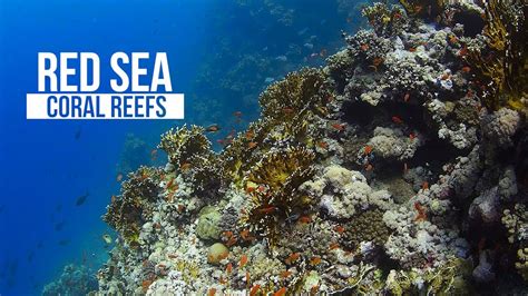 Red Sea Coral Reefs - YouTube