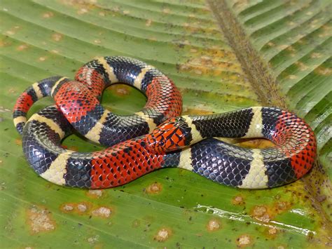 Aquatic Coral Snake – Life List Blog Posts