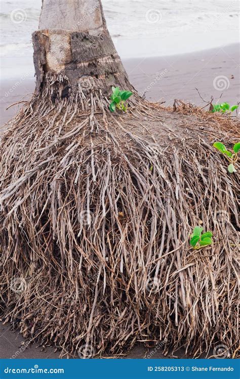 Close Up Picture of Coconut Tree Roots Along the Sea Stock Image ...