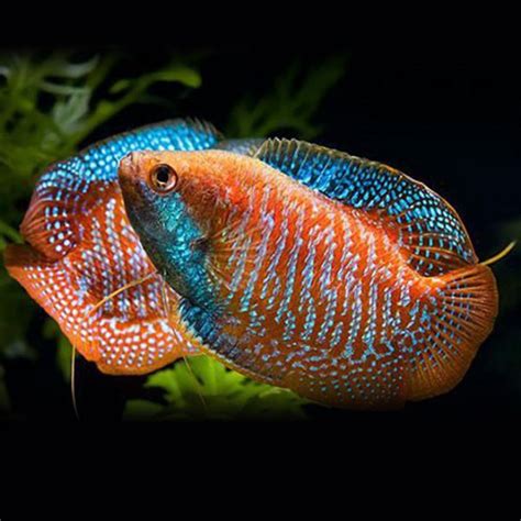 Gourami fish: Characteristics, types, habitat, care and more...