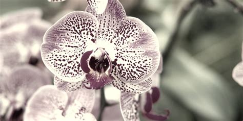 10 Rarest Orchids in the World - Rarest.org