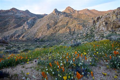 Death Valley Wildflowers 2021 : When And Where To See California Wildflowers In 2021 / Millions ...