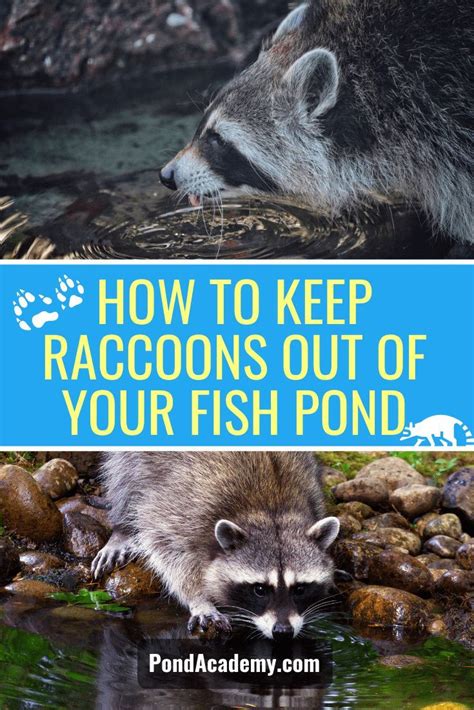 Effective Tips to Keep Raccoons Away from Your Fish Pond