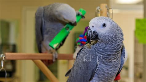 Frequently Asked Questions About African Grey Parrot Toys