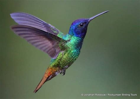 Posts about Hummingbird on WINTERY KNIGHT | Hummingbird pictures, Hummingbird photos, Birds tattoo