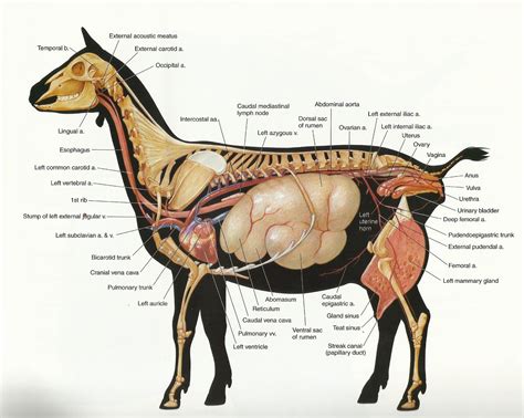 Image result for cow anatomy diagram Keeping Goats, Raising Goats, Cabras Animal, Cabras Boer ...