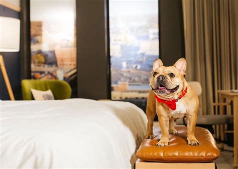 The best pet-friendly hotel in every state | loveexploring.com